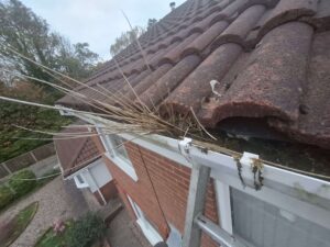 Weeds growing in front gutter.
