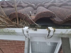 Close up view of weeds growing in gutter.