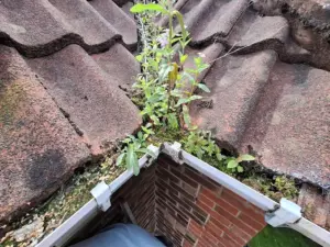 Roof gutter corner joint clogged with weeds.