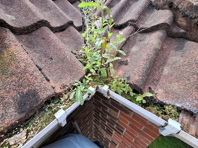 2025-08-24 Roof gutter corner joint clogged with weeds.