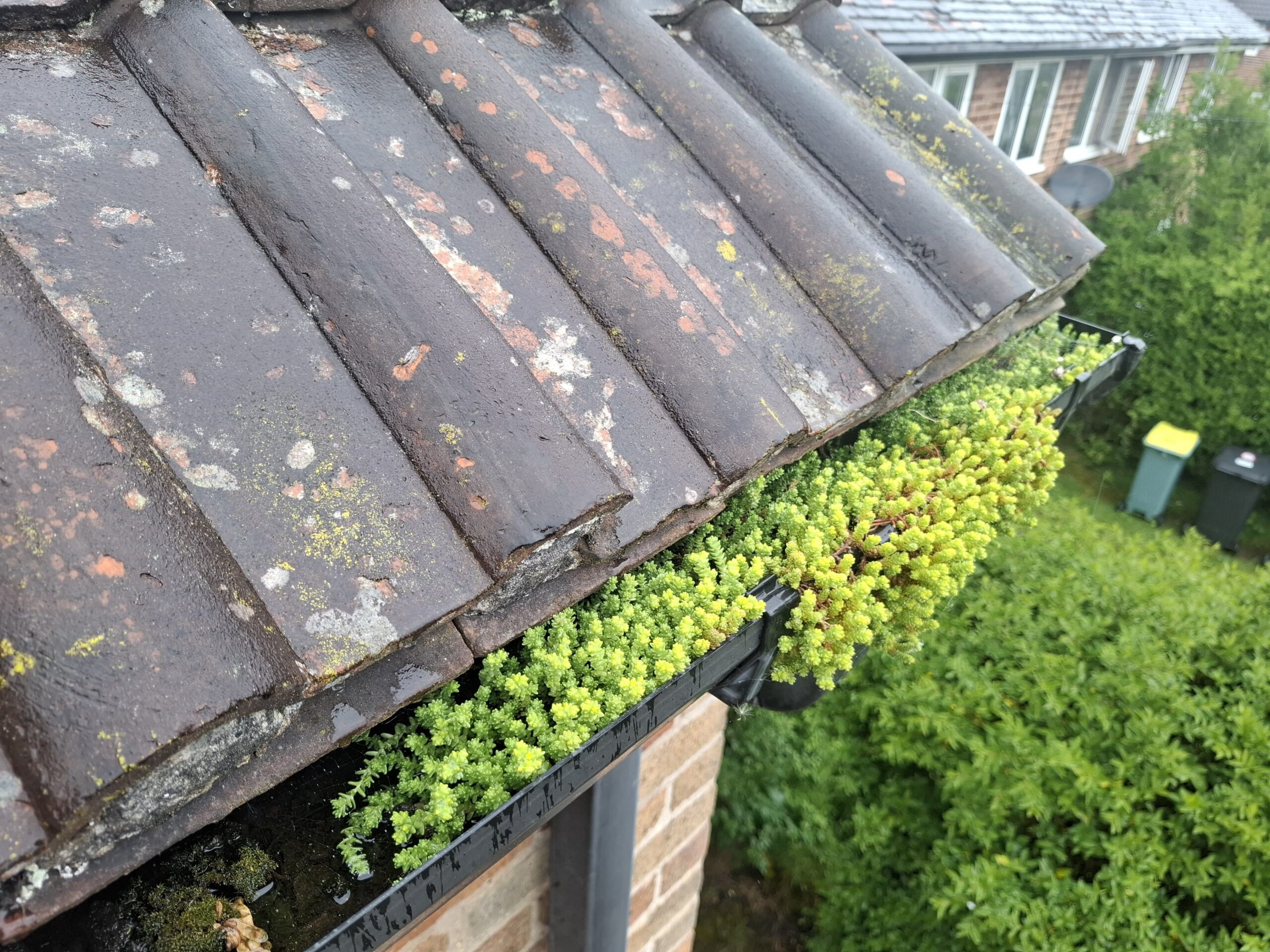 gutter-before Before image of gutter filled with moss and soil causing blockage.