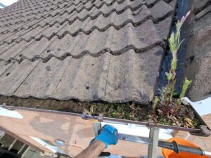 Full overgrowth and weeds in guttering Penwortham.