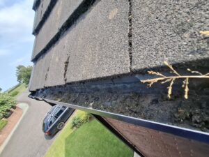 Overgrown and clogged gutter in Houghton.