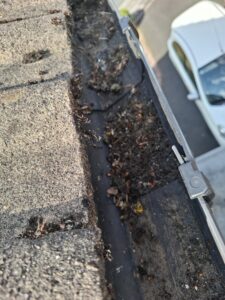 Removal of overgrowth in Inskip guttering.