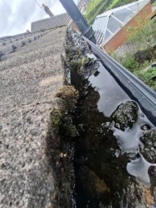 Close up looking down guttering that has been severely clogged up with moss growing.