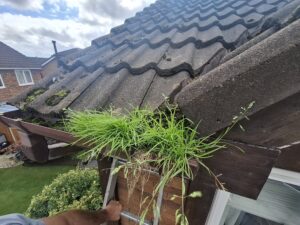 Overgrown weeds overhanging brown upper guttering on property in Fulwood.