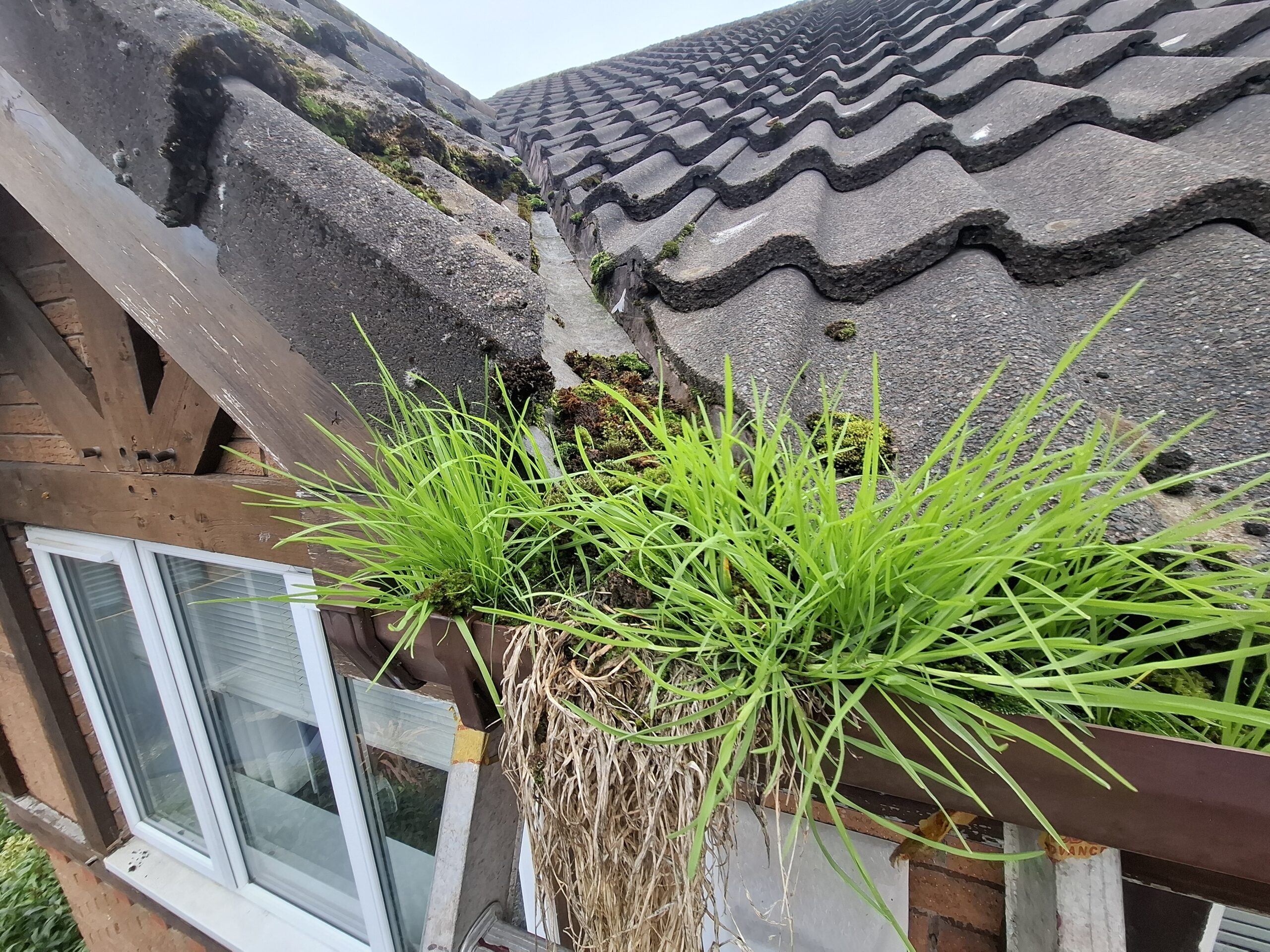 Full length of overhanging weeds growing within brown upper guttering in Fulwood home.