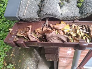 Downspout and guttering filled with fallen leaves.