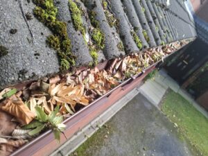 Wide angle view of guttering clogged with fallen dried leaves from trees surrounding garden.
